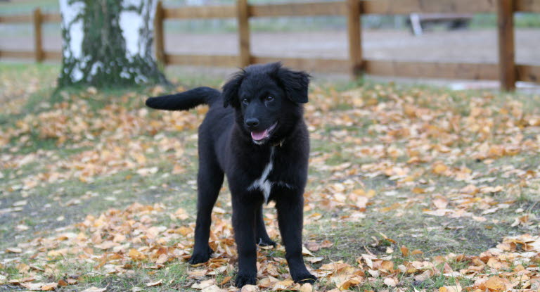 Douleurs dorsales chez le chien - Agria Assurance pour animaux