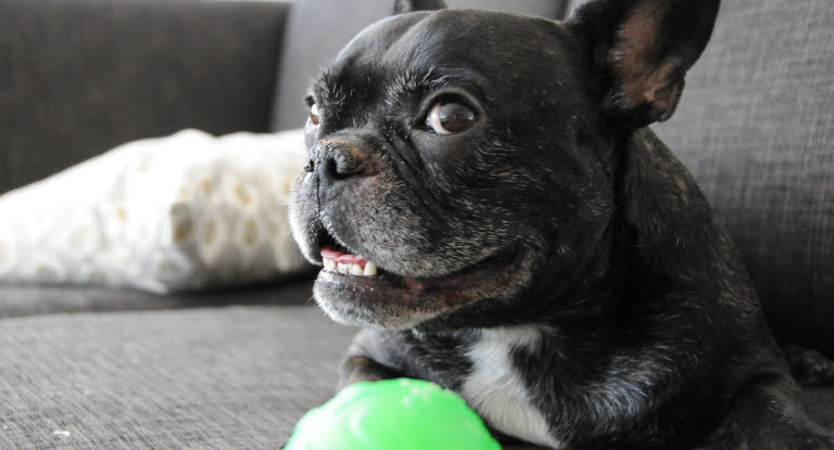 Bulldog allongé sur le canapé avec un jouet
