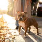 chien staffie en laisse sous le soleil