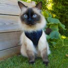 Chat portant un harnais dans le jardin