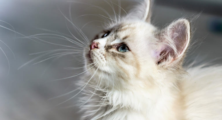 Chat blanc avec grandes moustaches