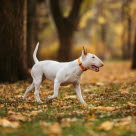 Bull terrier dans la forêt en automne