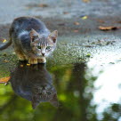 Un chaton près d'une flaque d'eau