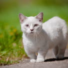 Chat nain munchkin dans l'herbe