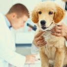 Golden Retriever chez le vétérinaire