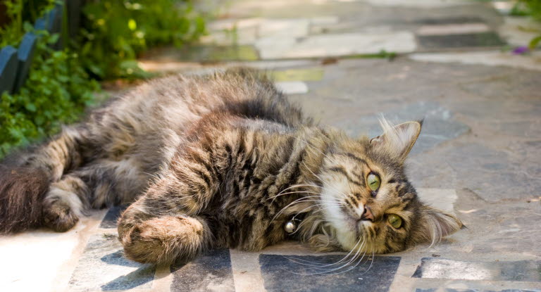 Avoir Un Chat En Etant Allergique Agria Assurance Pour Animaux