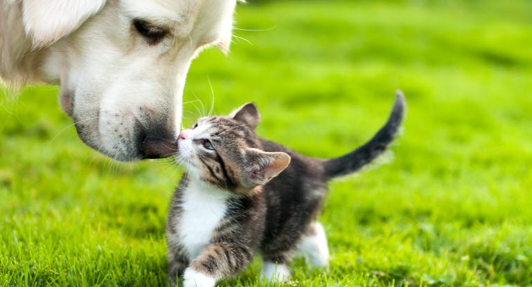 Chien et chaton nez à nez dans l'herbe