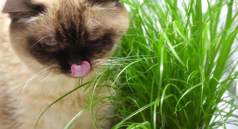 Le chat se lèche le museau près de l'herbe à chat