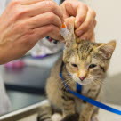 Vétérinaire mettant des gouttes dans l'oreille d'un chat