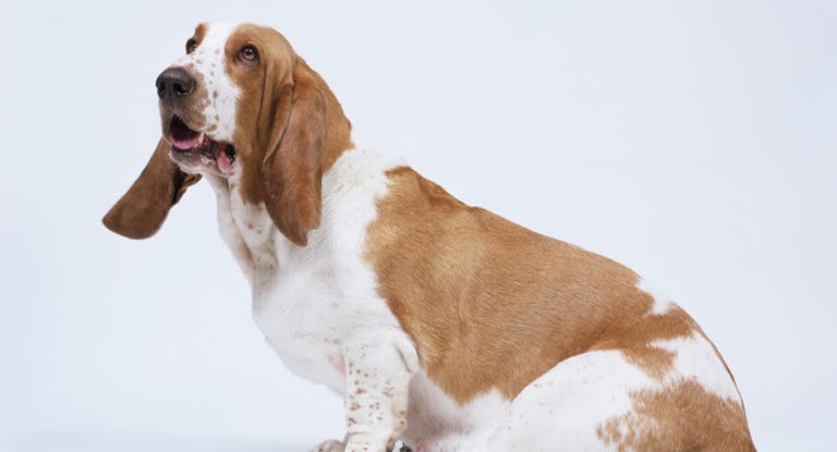 Chien Basset Hound