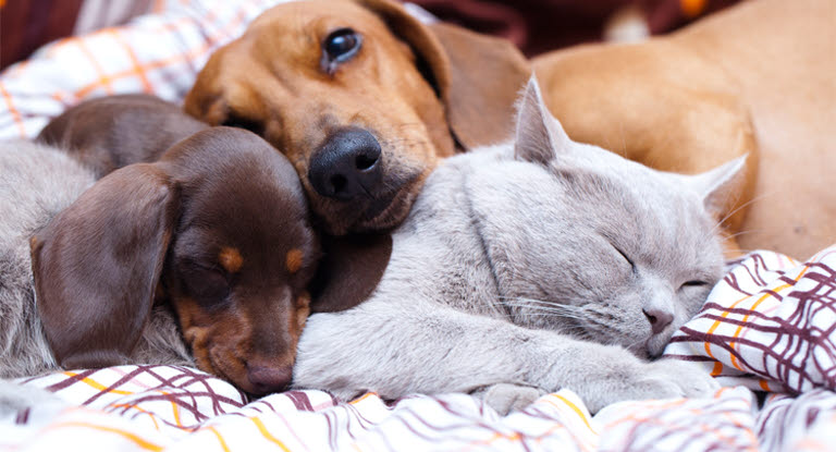 2 chiens et 1 chat couchés tous ensemble