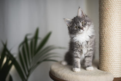 Chat gris assit sur un arbre à chat