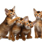 Chatons Abyssins
