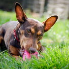 Podenco Maneto qui joue avec son jouet