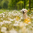 Chien dans un champ de fleurs