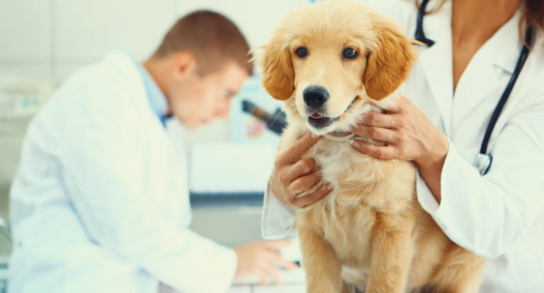 Golden Retriever chez le vétérinaire