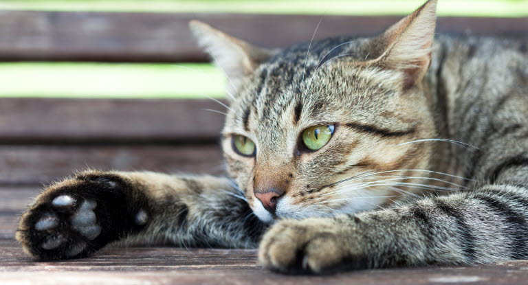 Le Comportement Du Chat Agria Assurance Pour Animaux