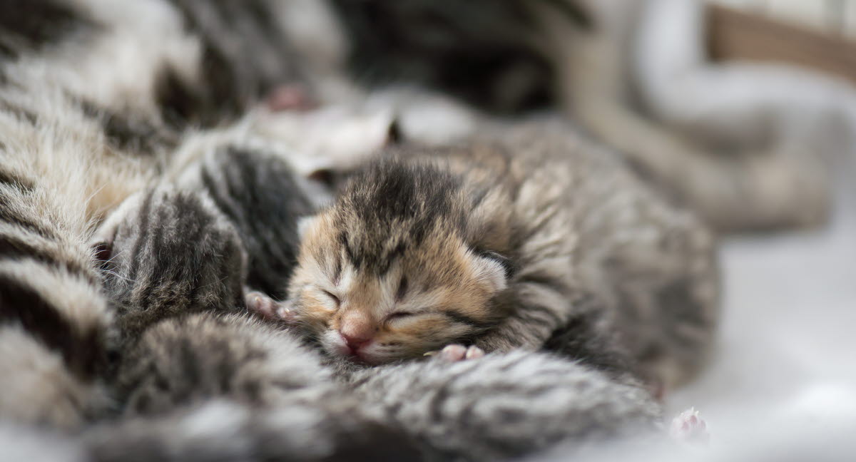 Noms De Chat En T Agria Assurance Pour Animaux