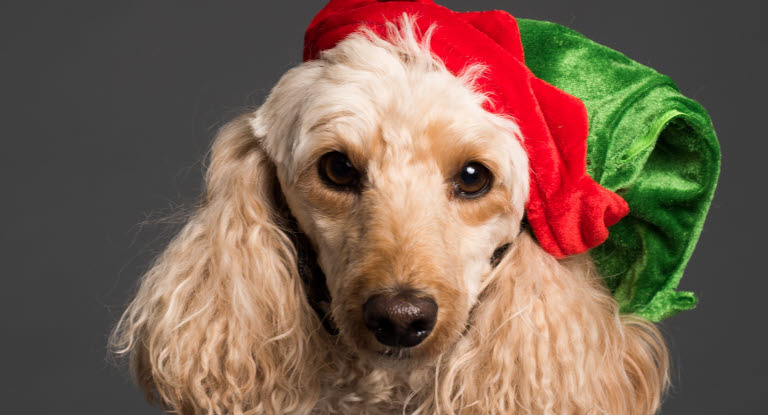 chien déguisé en lutin de Noël