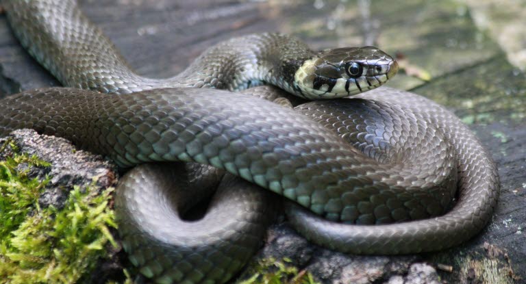 Que Faire Si Mon Chien Se Fait Mordre Par Un Serpent Agria Assurance Pour Animaux