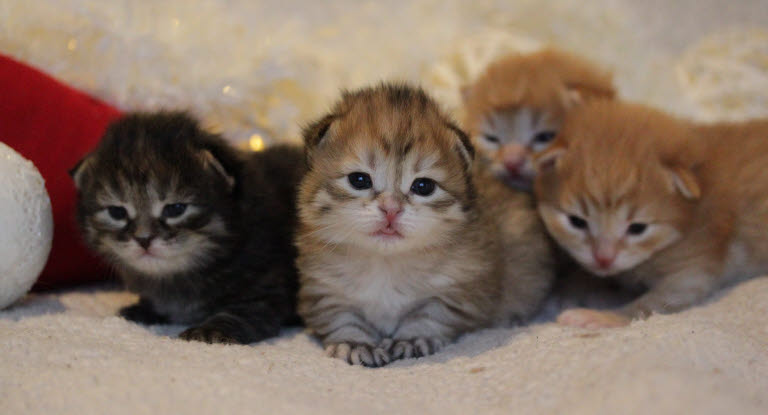 4 chatons qui viennent de naître
