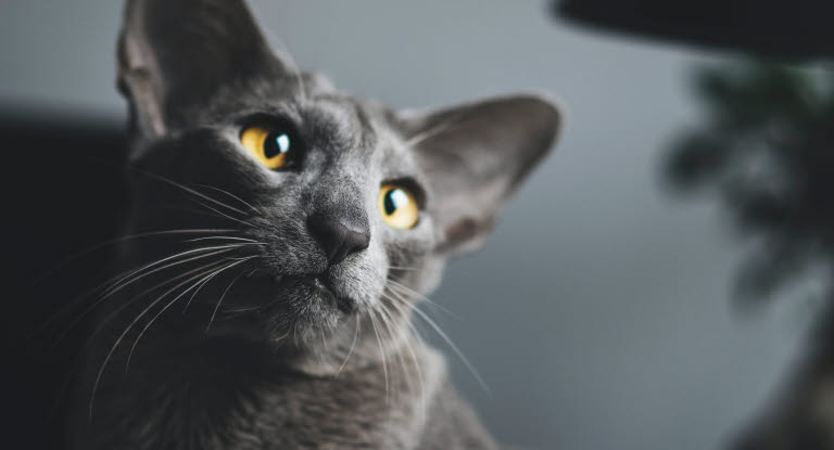 chat oriental gris yeux orange