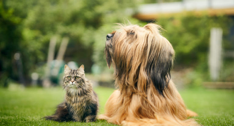 chien et chat côte à côte