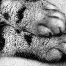 Les deux pattes avant d'un chat en noir et blanc