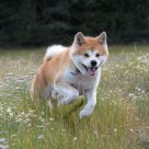 chien de race Akita court dans l'herbe