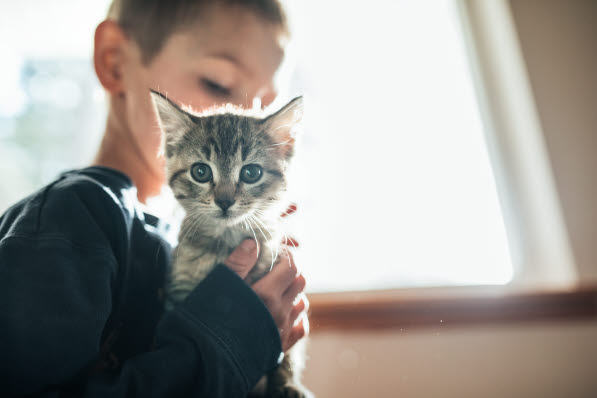 Petit chaton gris dans les bras d'un petit garçon