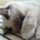 Un chat allongé avec la patte lui couvrant le museau