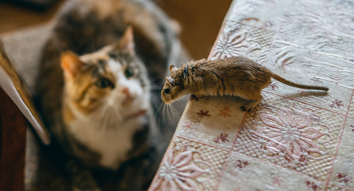 La Mort Aux Rats Dangereuse Pour Votre Chat Agria Assurance Pour Animaux