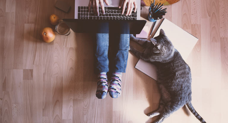 chat près d'un ordinateur