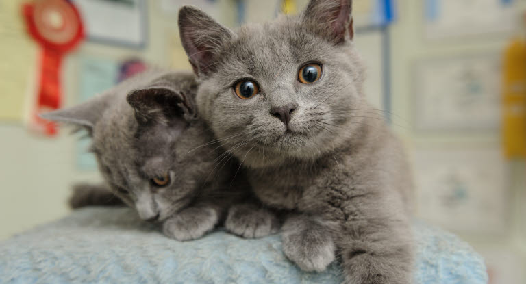Deux chats gris sur un arbre à chat