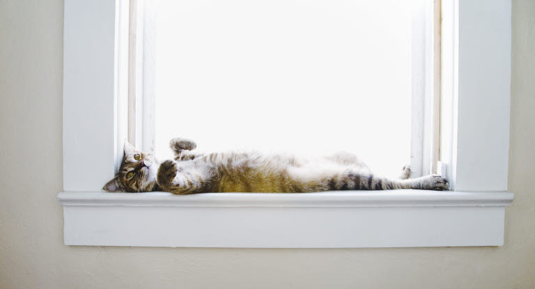 Un chat allongé sur le dos de tout son long sur le rebord de la fenêtre