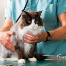 Un chat se faisant examiné par un vétérinaire