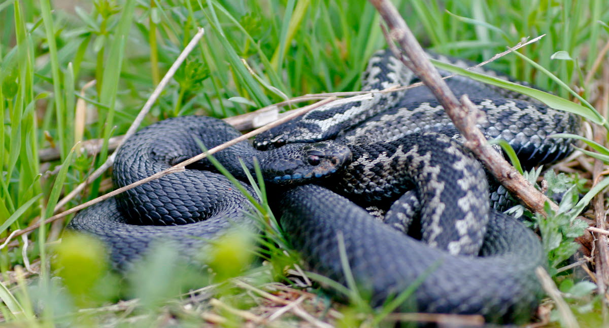 Que Faire Si Mon Chat S Est Fait Mordre Par Un Serpent Agria Assurance Pour Animaux