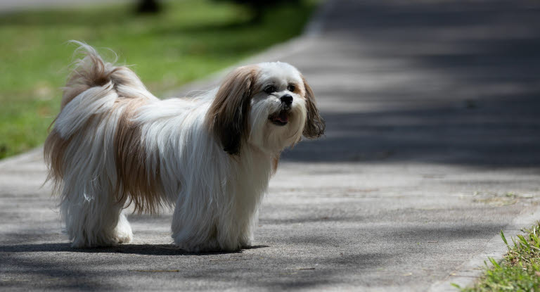 Lhassa Apso blanc sur le trottoir