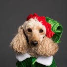 chien déguisé en lutin de Noël