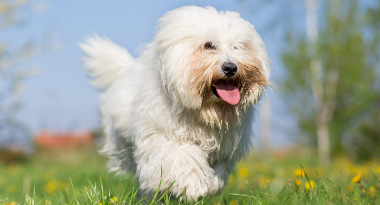 Coton de Tuléar blanc