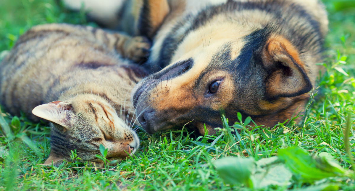 Le Ver Du Coeur Chez Le Chien Et Le Chat Agria Assurance Pour Animaux