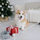 Corgi devant un cadeau de Noël