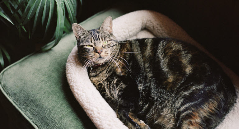 Un chat en surpoids allongé dans son panier en peluche
