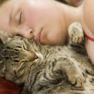 Un chat endormi dans les bras de sa maîtresse