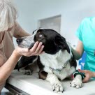 chien chez le vétérinaire avec sa propriétaire