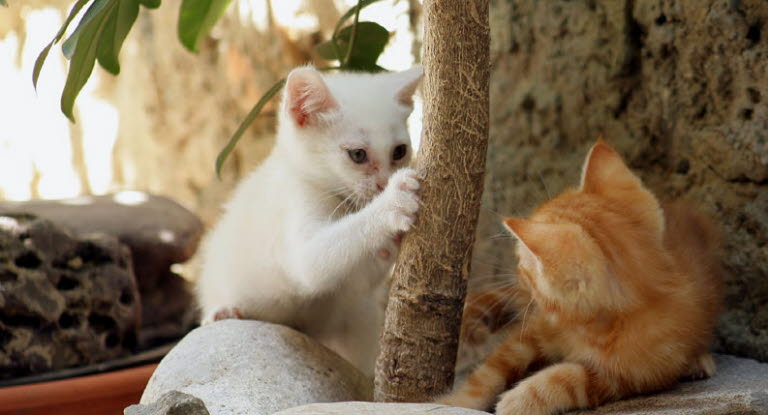 Le Chat Et Ses Griffes Agria Assurance Pour Animaux