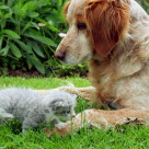 chien et chaton dans l'herbe